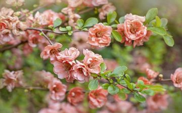 من آليات الشُّكر وصِيَغه